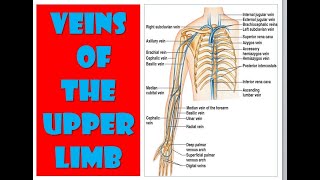 Veins of upper limb [upl. by Aileno]