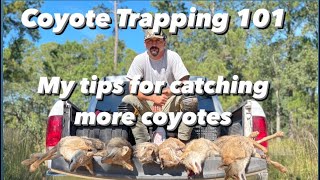 Coyote Trapping 101 How to Catch Coyotes [upl. by Tenahs]