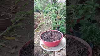 Tamarind bonsai इमली tamarind bonsai bonsaitraining [upl. by Htaek31]