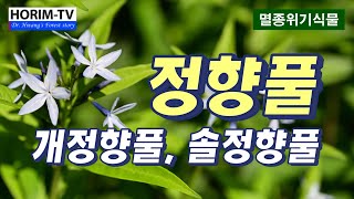 정향풀Amsonia elliptica 개정향풀 솔정향풀  숲 전문 HORIMTV [upl. by Oiligriv]