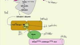 bilirubin metabolism made simple [upl. by Heady]