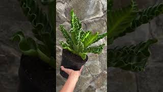 Asplenium Laksakna plants garden greennaturehousplants [upl. by Nabetse]