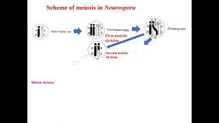 Scheme of meiosis in Neurospora crassa Tetrad analysis [upl. by Aitital]