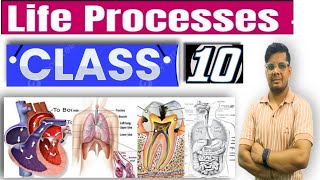 Class10science  life process hindi and english medium full complete chapter [upl. by Imoyik244]