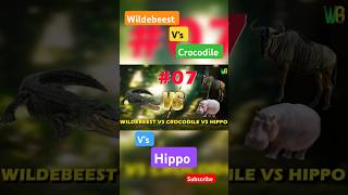 Wildebeest vs Crocodile vs Hippo best Fight।। animals wildlife viralvideo [upl. by Marcell877]