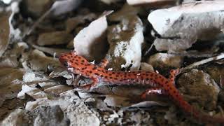 ARKANSAS HERPING Early Winter Salamanders Eurycea and Plethodon [upl. by Julianne]