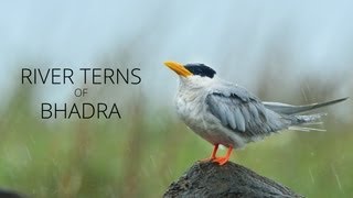 River Terns of Bhadra [upl. by Rosalie]