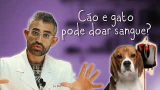 Transfusão de sangue em cães e gatos  Dica Veterinária 110 [upl. by Thanos]