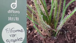 Drosera filiformis var gigantea [upl. by Eelana568]