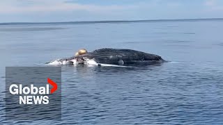 Endangered white sharks spotted eating whale carcass in Nova Scotia [upl. by Allekram]