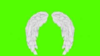 Green Screen Footage  Angel Wings Effect HD [upl. by Friend725]