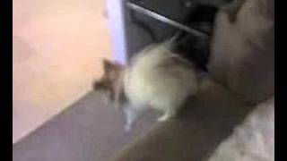 Papillon Dog Video  Whos Here [upl. by Herbie67]