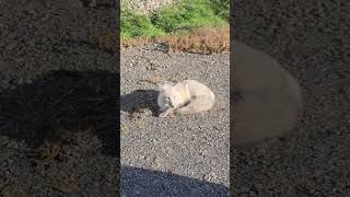 Fox Outside My Window fox wildlife redfox cuteanimals [upl. by Belanger]