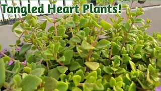 Tangled heart plant care  Pillow plant grow at home  Swedish ivy plant [upl. by Xuaegram249]