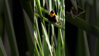 Bird Southern Red Bishop Euplectes Orix bird red bishop nature beautiful wildlife HA11950 [upl. by Bradley]