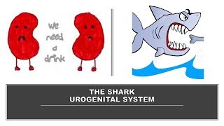 THE SHARK UROGENITAL SYSTEM [upl. by Elletnahc]