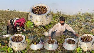 Water Chestnuts Harvesting In Pakistan  Singhara Recipe  Agriculture Noal Farm  Water Farming [upl. by Revkah]