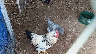 backyard chickens rooster crows barnyard mix silkie Easter egger Delaware coss [upl. by Hollinger]