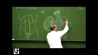 Anatomie générale 8  Appareil urinaire General anatomy of the urinary system [upl. by Medlin359]