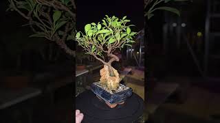 Ficus microcarpa root in the rock [upl. by Noami]