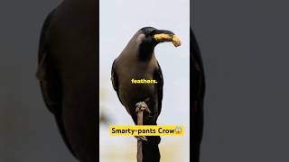 The Smartypants New Caledonian Crow😱 shorts birds facts subscribe [upl. by Stryker337]