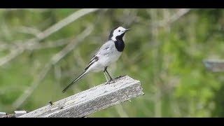 rufende Bachstelze  Gesang Stimme Ruf Wagtail [upl. by Nowed]