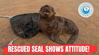 Rescued Seal Shows Attitude [upl. by Llednav853]