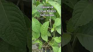 Trichantera pakan kelinci di Abihira Herba Center edukasi kelinci kelincisamarinda [upl. by Samuella]