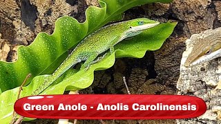 Green Anole Anolis carolinensis [upl. by Novad]