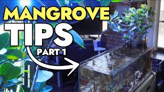 Growing Mangroves in Your Reef Aquarium  Tips amp Tricks [upl. by Nelad131]