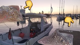 How to UPTIDE successfully in BIG TIDES  UK Boat fishing spottedray quicksilver630 [upl. by Pulchia973]