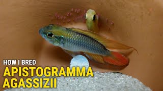 How I Bred Apistogramma Agassizii at Home [upl. by Leila997]