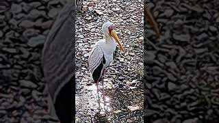 YELLOW BILLED STORK KANSAS CITY ZOO [upl. by Inahs]