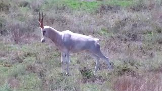 A White Blesbuck among red hartebeests at Kamfers Dam  africam  BirdLife  exploreorg [upl. by Eleinad]