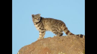 The Andean Mountain Cat [upl. by Nylireg]