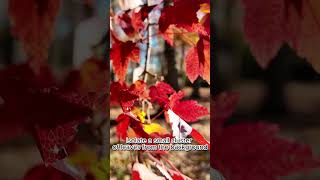 How To Capture The Perfect Video of Vibrant Leaves With Natural Light dji vlogger blogger vlog [upl. by Ahtibbat774]