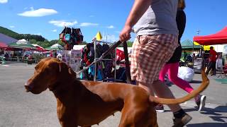 Nemzetközi kutyakiállítás Szilvásvárad 2018 Dog Show [upl. by Ledeen748]