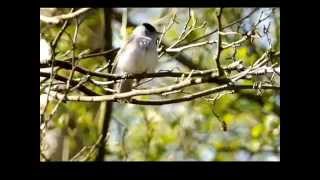 Black Cap Singing [upl. by Assyram518]