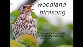 Woodland Birdsong Sixteen Glorious Songbirds [upl. by Notnad]