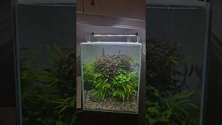 AQUARIUM PLANT CARE aquariumplants aquascaping aquaticplants fishtank plantedaquarium plants [upl. by Timms]