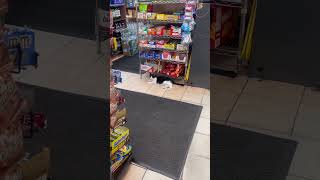 COOKIETHE FAMOUS BODEGA CAT [upl. by Annovad]