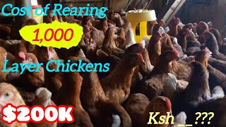 The Cost of Rearing 300 Layer ChickensExplained KalisiFarm [upl. by Cyrie]