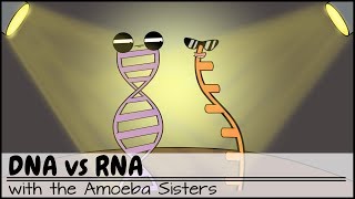 DNA vs RNA Updated [upl. by Eiryt]