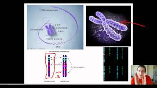 Chromosomal Structure amp Human Karyotype [upl. by Yddub126]