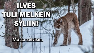 ILVES TULI MELKEIN SYLIIN [upl. by Zischke]