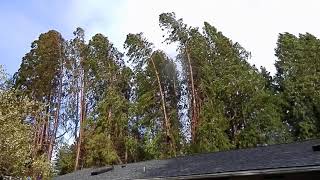 Trees being blown down in the wind [upl. by Adan]