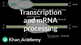 Transcription and mRNA processing  Biomolecules  MCAT  Khan Academy [upl. by Ahsirpac80]