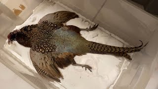 Pheasant Taxidermy by Zailea Part 1 [upl. by Niko]