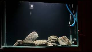 marbled fenestratus cichlid tank [upl. by Aneloc]