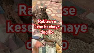 Rabies ke symptoms rabies shortvideo saveanimals shortvideo trending shorts ytshorts short [upl. by Dripps975]